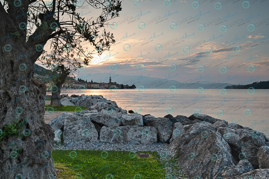 the gulf of Salò, plants of olive and the rock