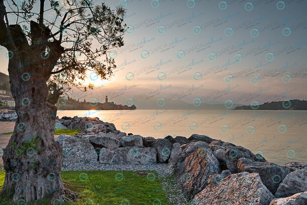 the gulf of Salò, plants of olive and the rock