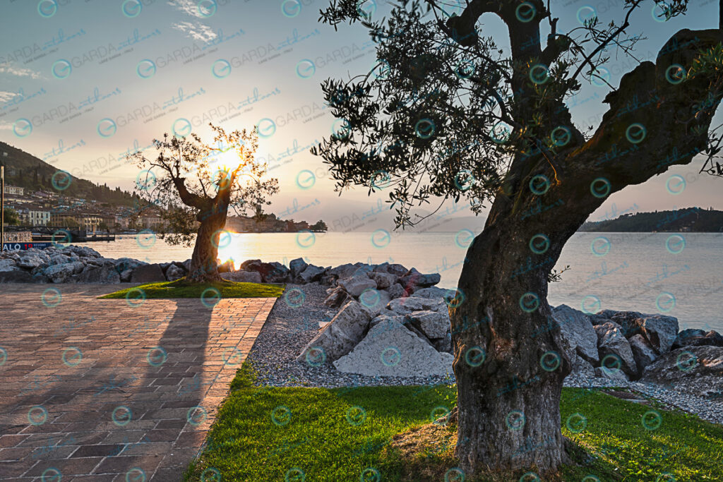 the gulf of Salò, plants of olive and the rock illuminated of the sun