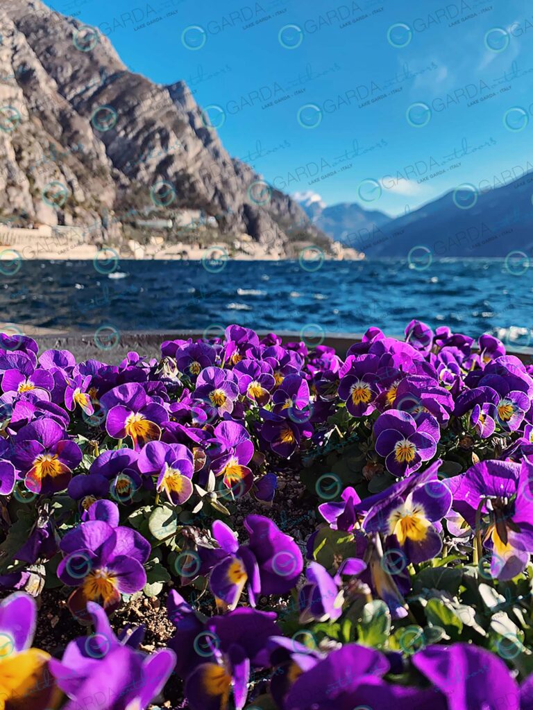 Limone sul Garda – violets