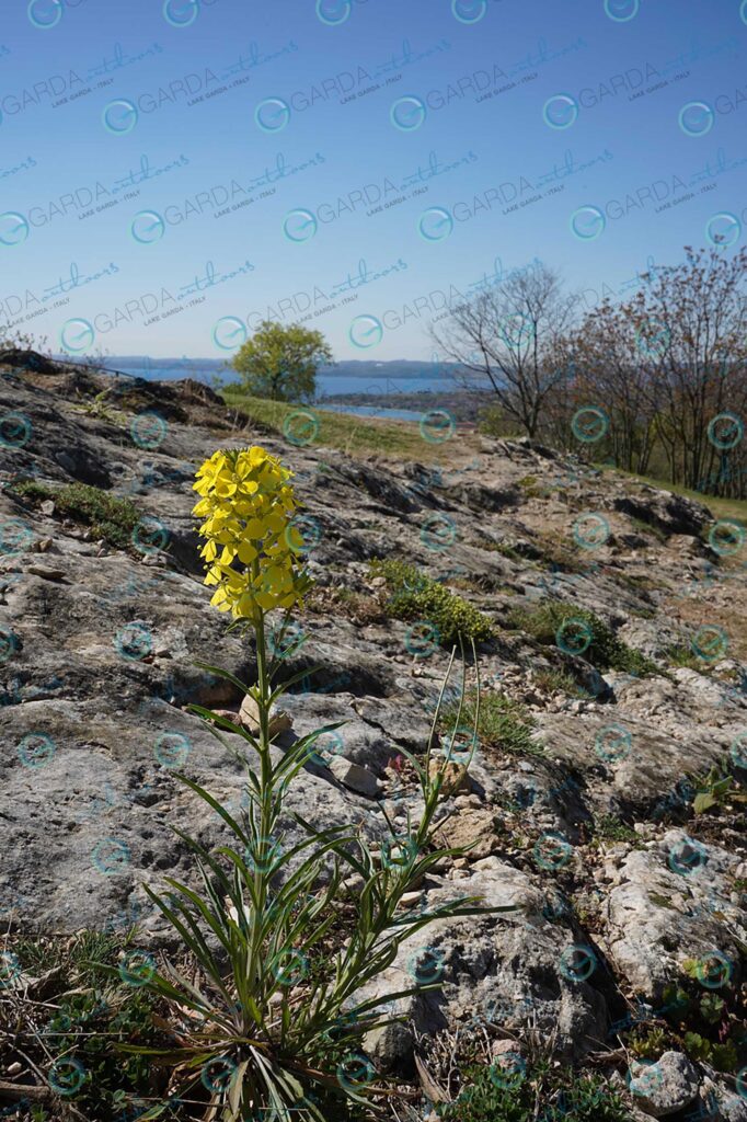 Rocca di Manerba – Yellow flower