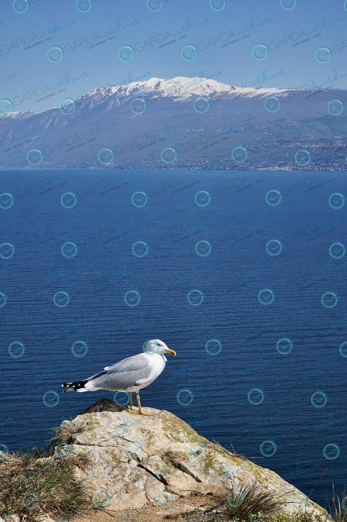 Rocca di Manerba – Seagull