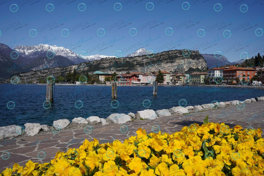 Torbole sul Garda – panorama con fiori gialli