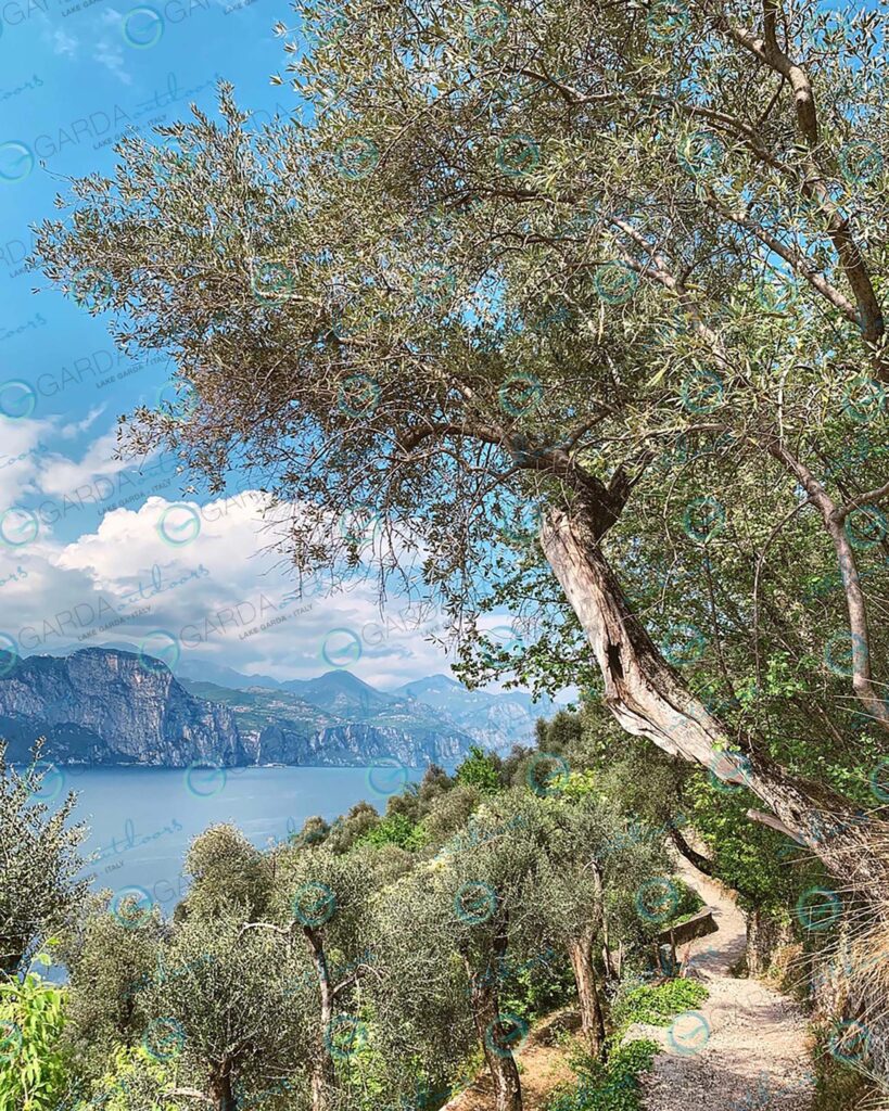 Campo di Brenzone – olive tree