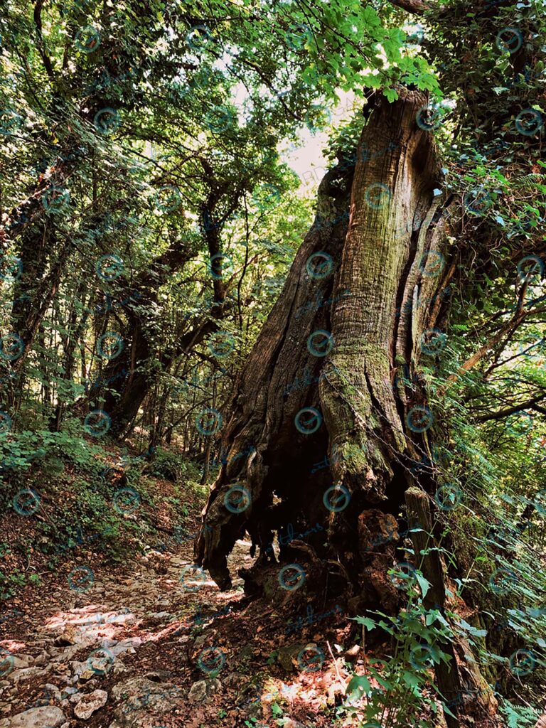 Brenzone sul Garda – tree trunk