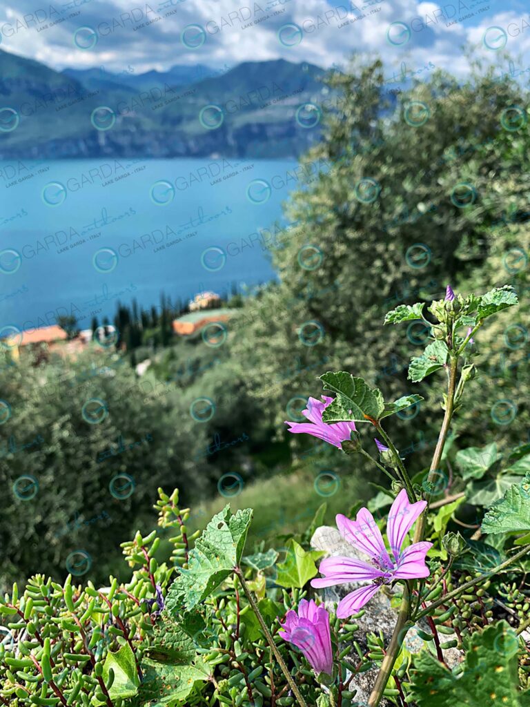 Brenzone sul Garda – flowers