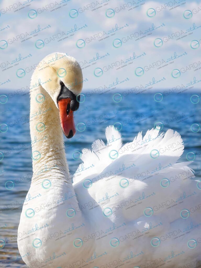 Swan in Bardolino