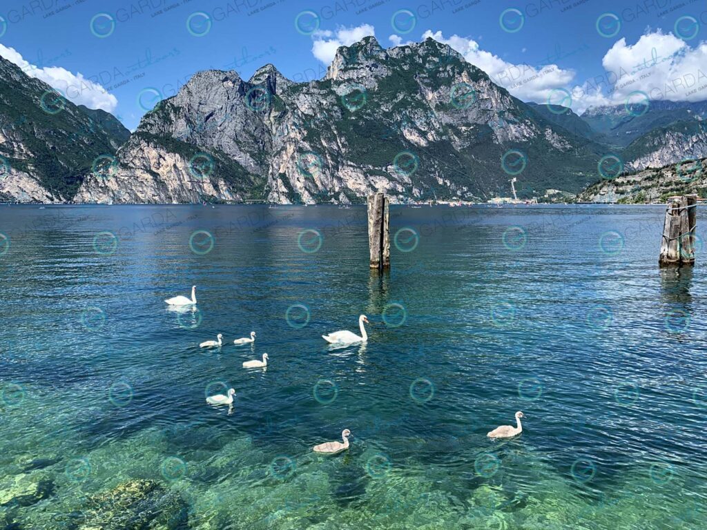 Torbole sul Garda – swan family