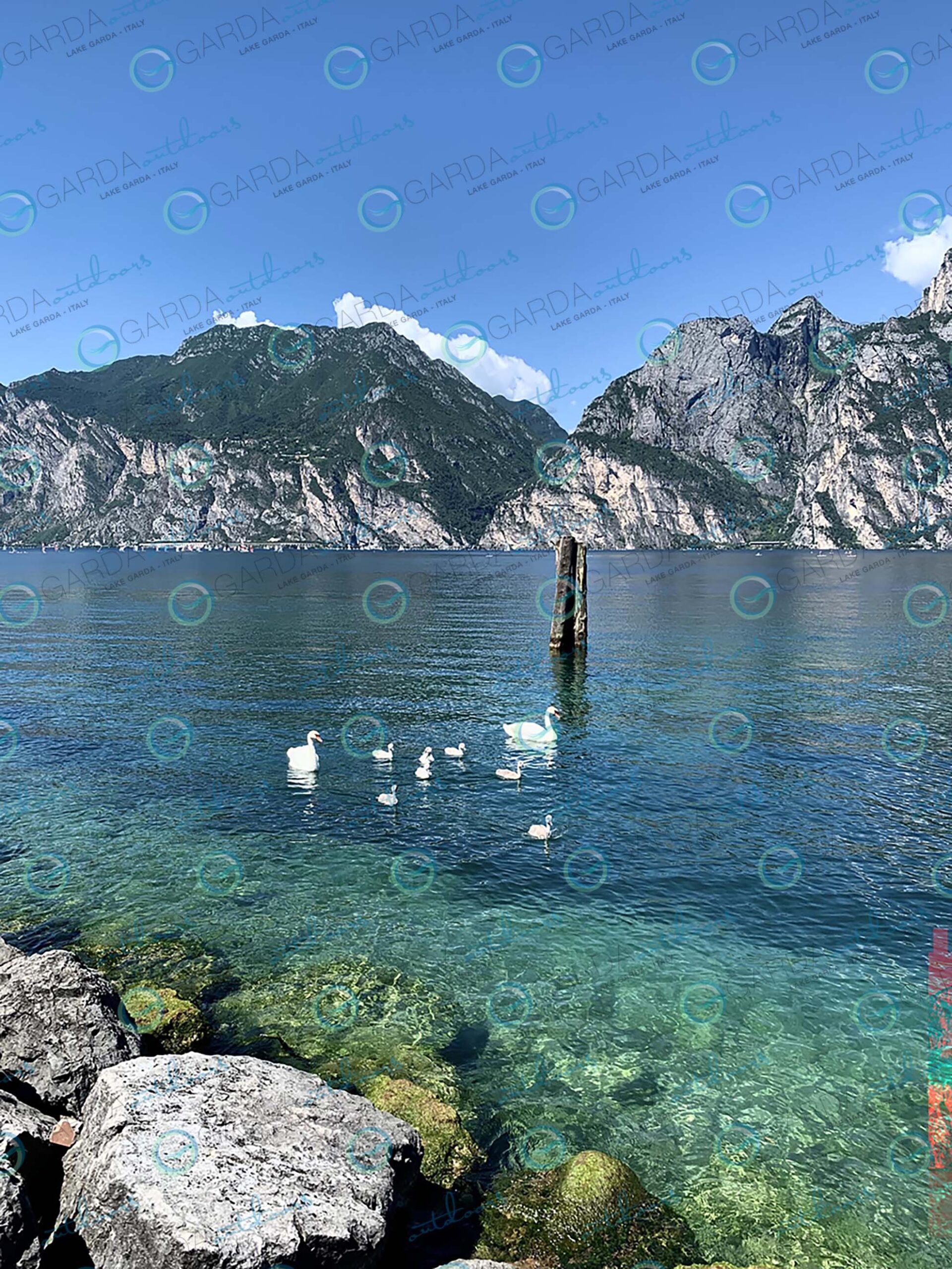 lake Garda swans