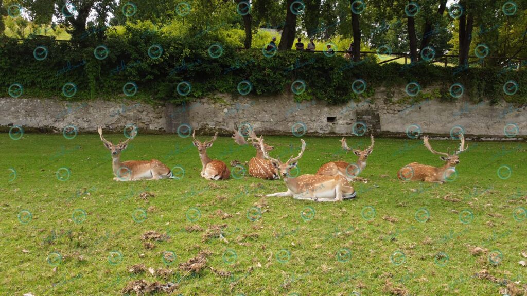 Parco Giardino Sigurtà – fallow deers