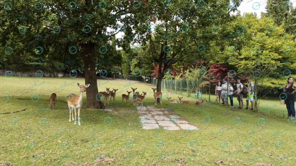 Parco Giardino Sigurtà – fallow deer