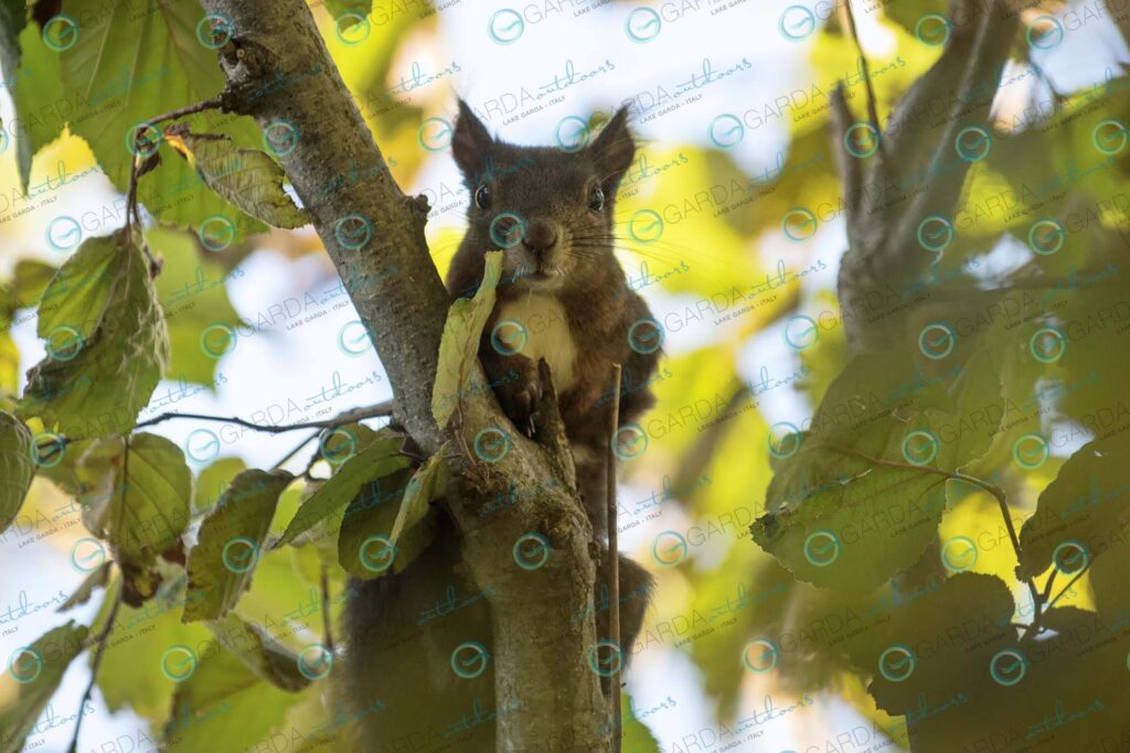Parco Giardino Sigurtà – squirrel