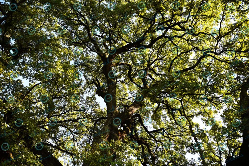 Parco Giardino Sigurtà – tree