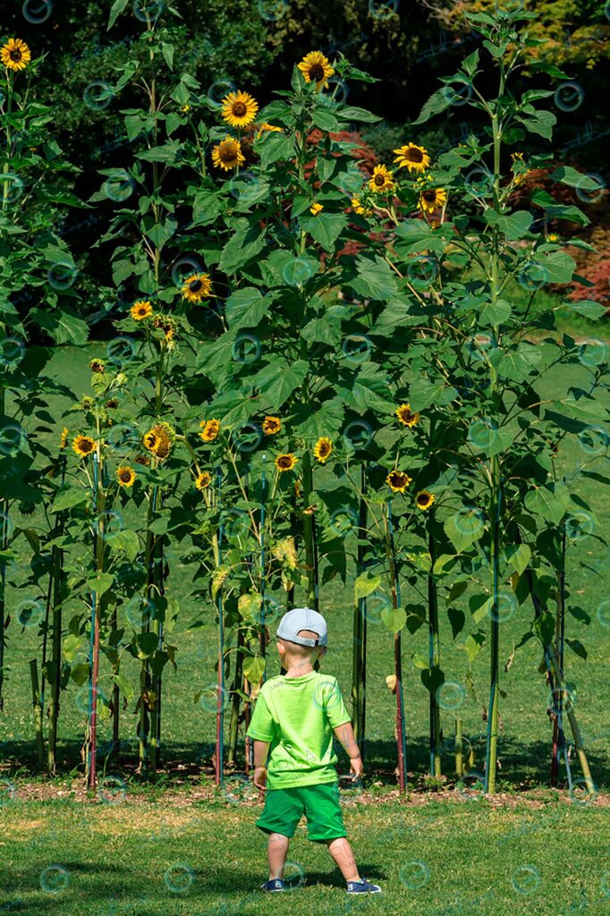Parco Giardino Sigurtà – child and sunflowers