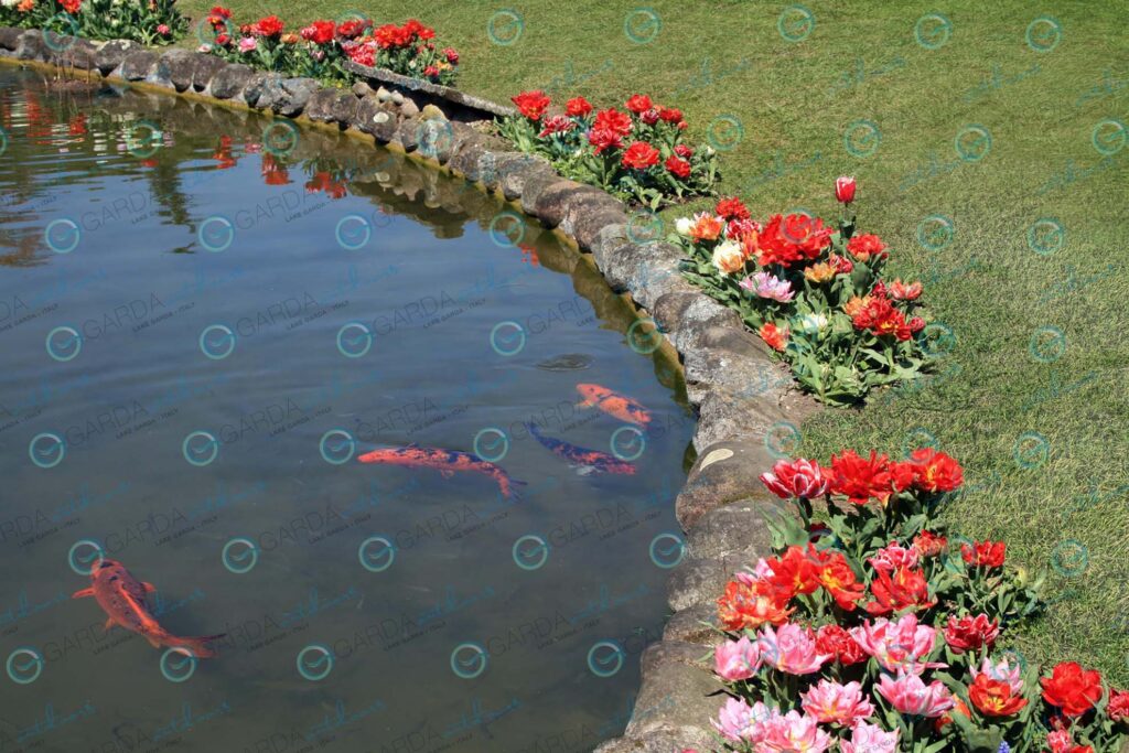 Parco Giardino Sigurtà – pond with carps