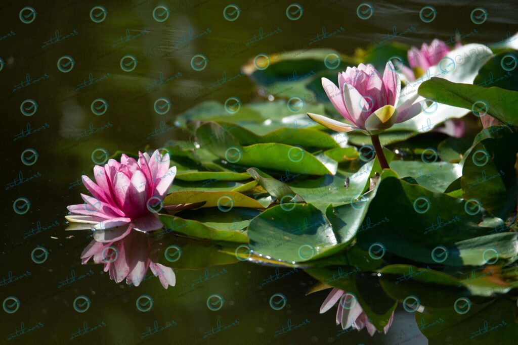 Parco Giardino Sigurtà – water lilies
