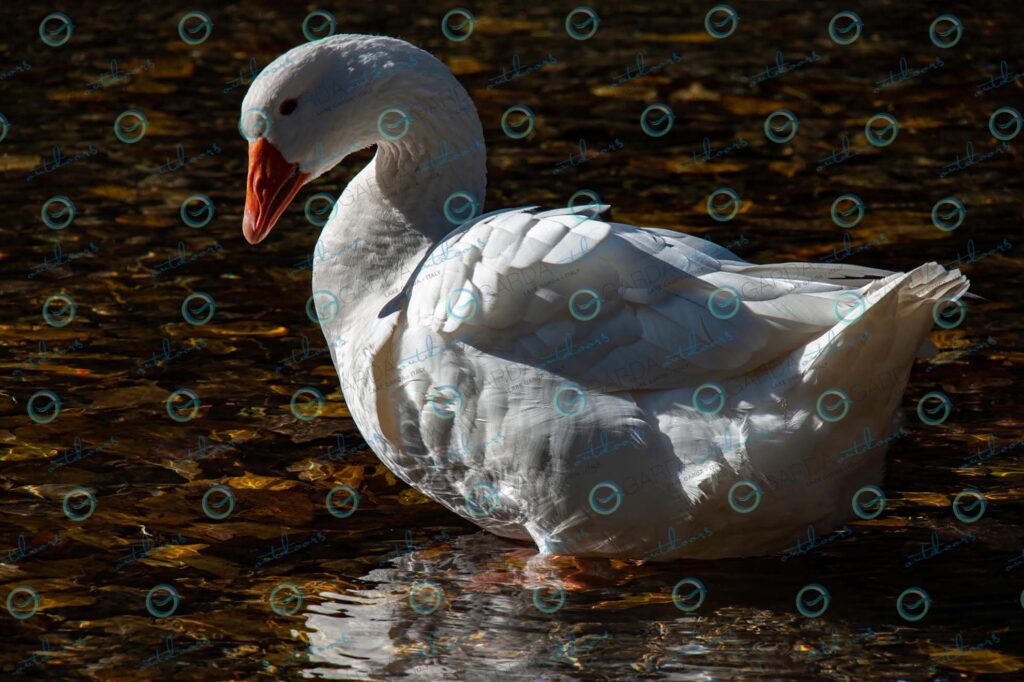 Lago di Toblino – goose