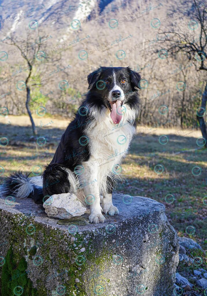 Monte Baldo – dog