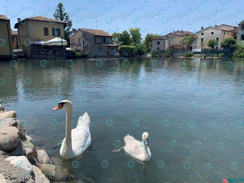 Borghetto sul Mincio – swans