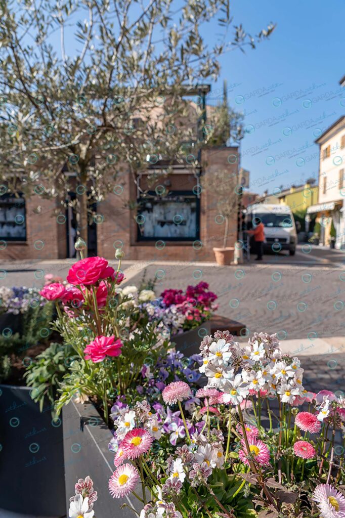 Bardolino – Flowers