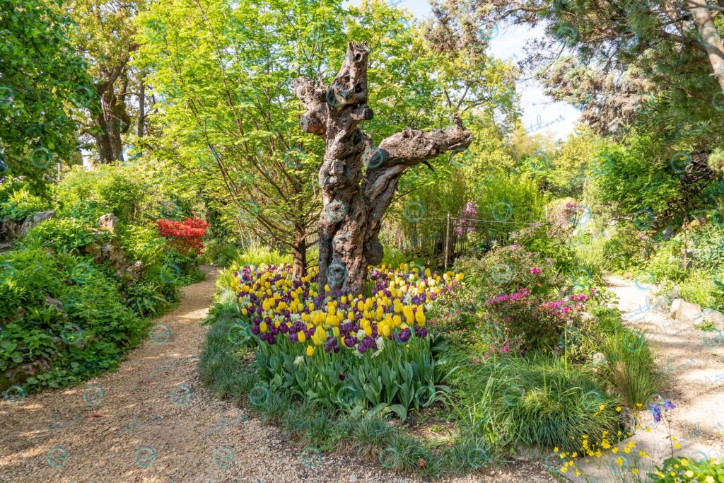 Heller Garden – tulips and a tree