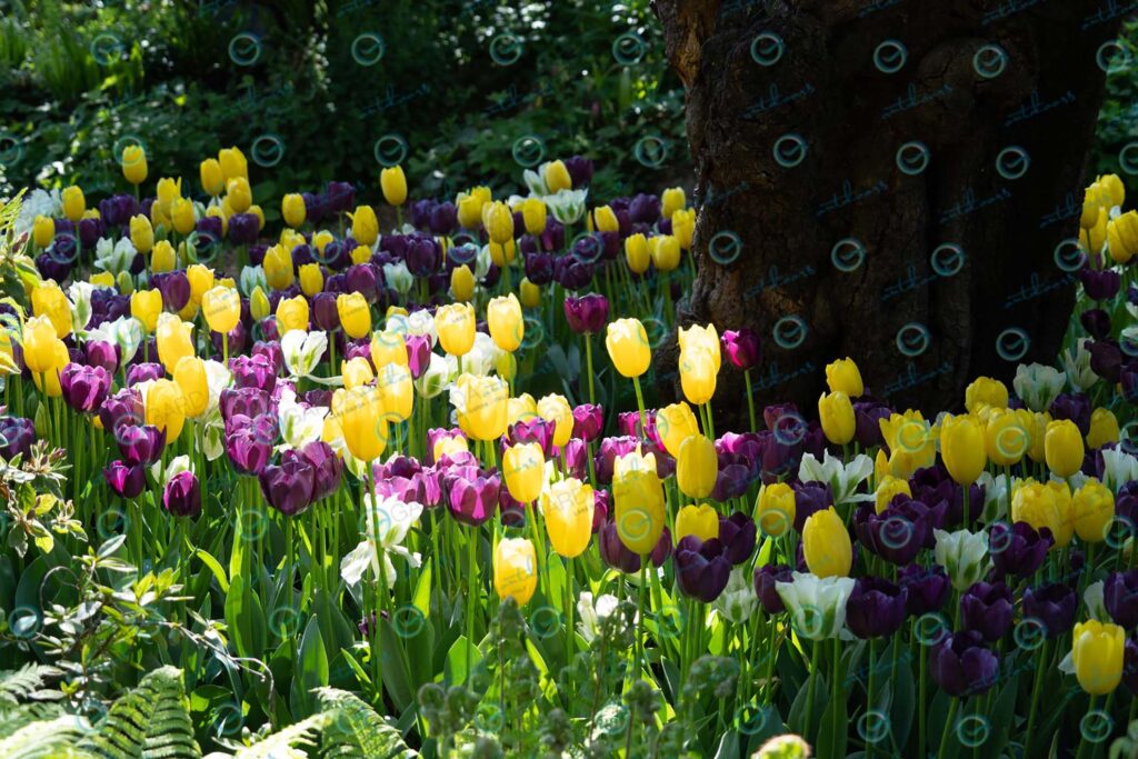 Heller Garden – tulips