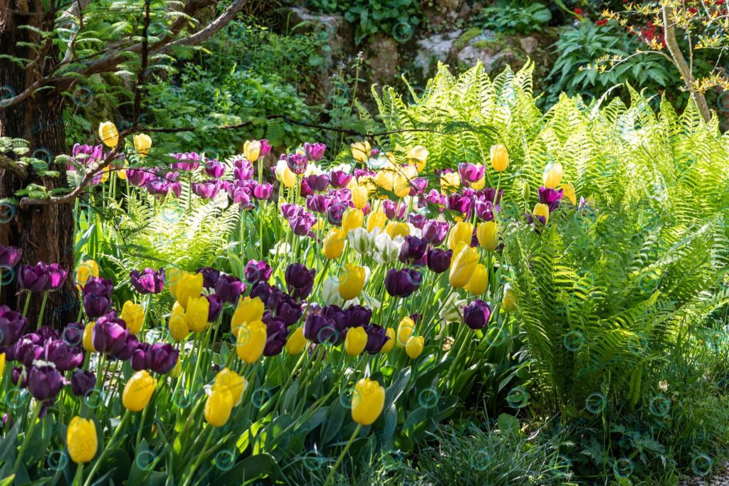 Heller Garden – tulips and ferns