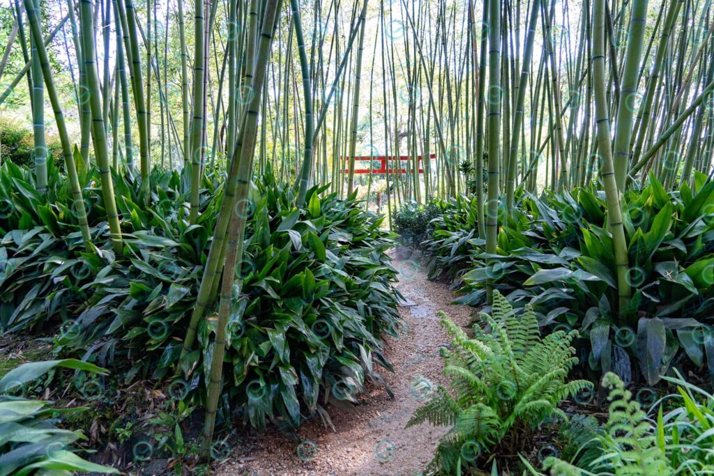 Heller Garden – bamboo