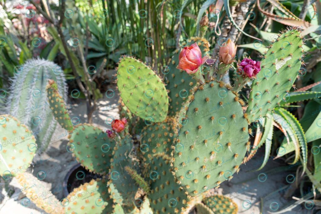 Heller Garden – cactus